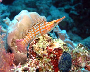Tauchbasis Ilios Dive Club Steigenberger Al Dau Resort Hurghada
