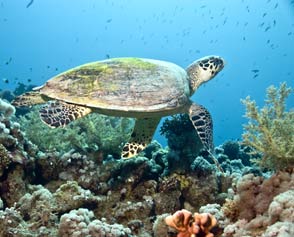 Diving Centers Werner Lau Marsa Alam 