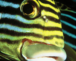 Tauchbasis Euro-Divers Malediven Full Moon Sheraton